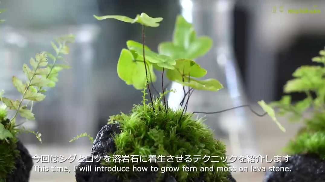 ⁣How to grow fern and moss on lavastone 🌱🌿