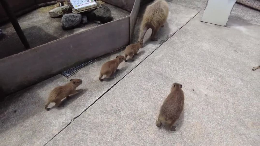 Capybara baby! Cuteness Overload! 😍