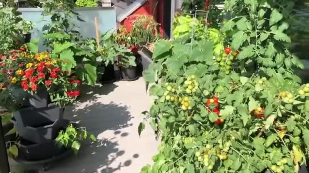 ⁣Balcony Gardening 💐🌷🌹🌸🌺