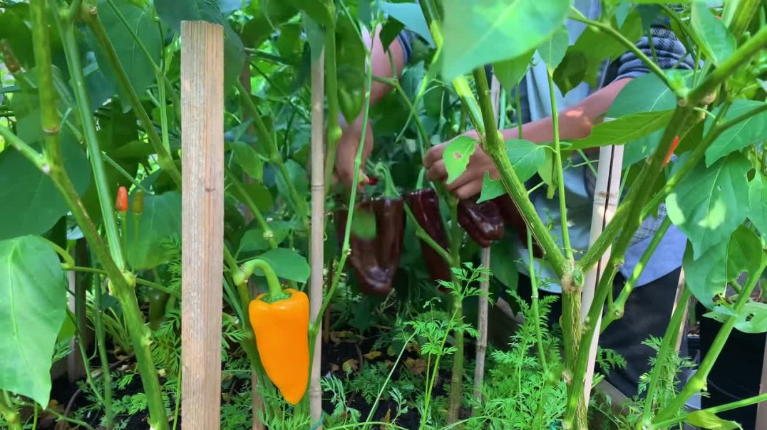 ⁣Harvesting 34 colourful peppers 🥵 🌶️ 🔥.